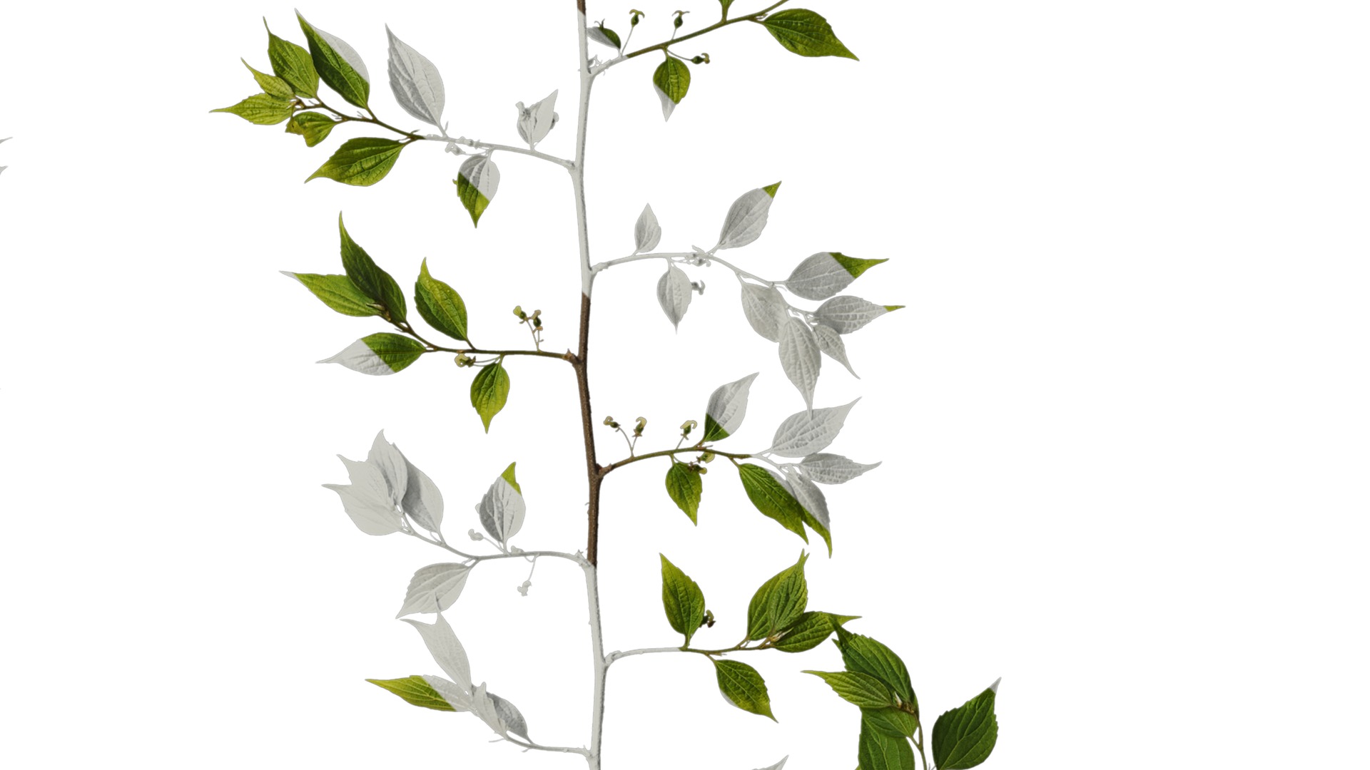 Anydrafts Celtis sinensis Atlas 19 Texture_4