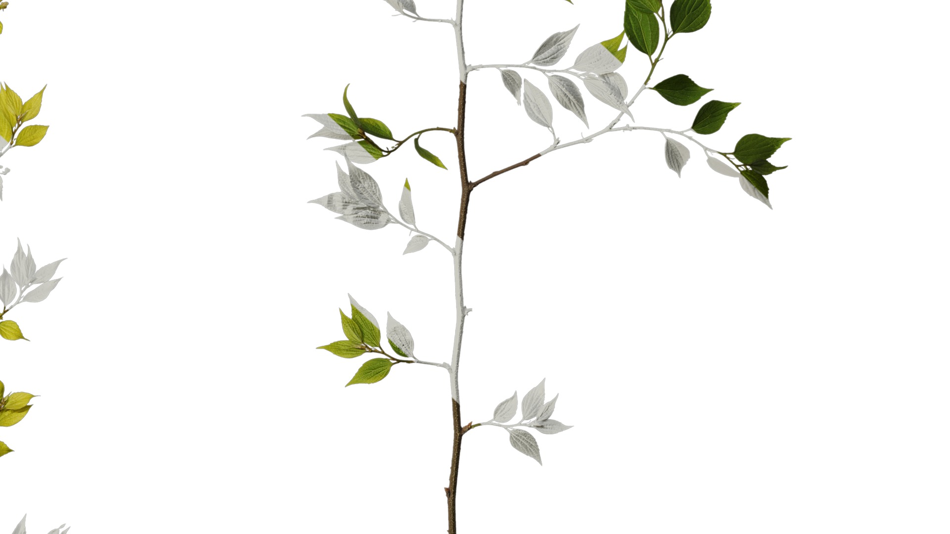 Anydrafts Celtis sinensis Atlas 19 Texture_6