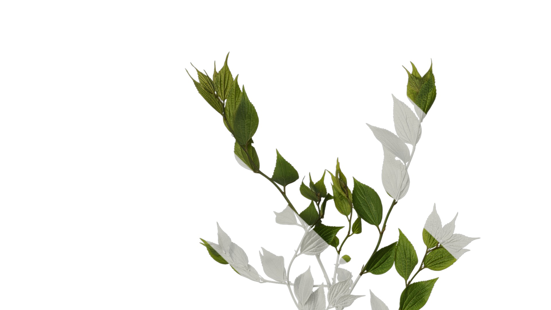 Anydrafts Celtis sinensis Atlas 20 Texture_1