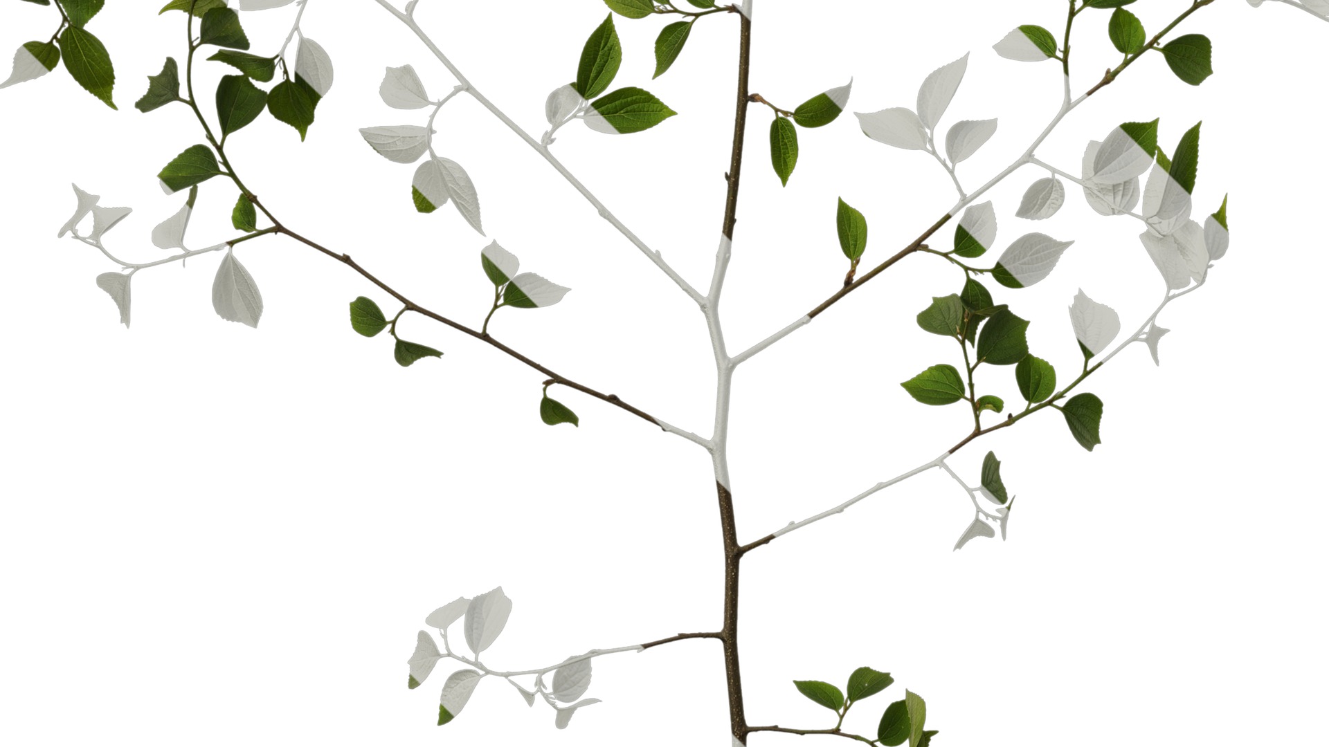 Anydrafts Celtis sinensis Atlas 20 Texture_5