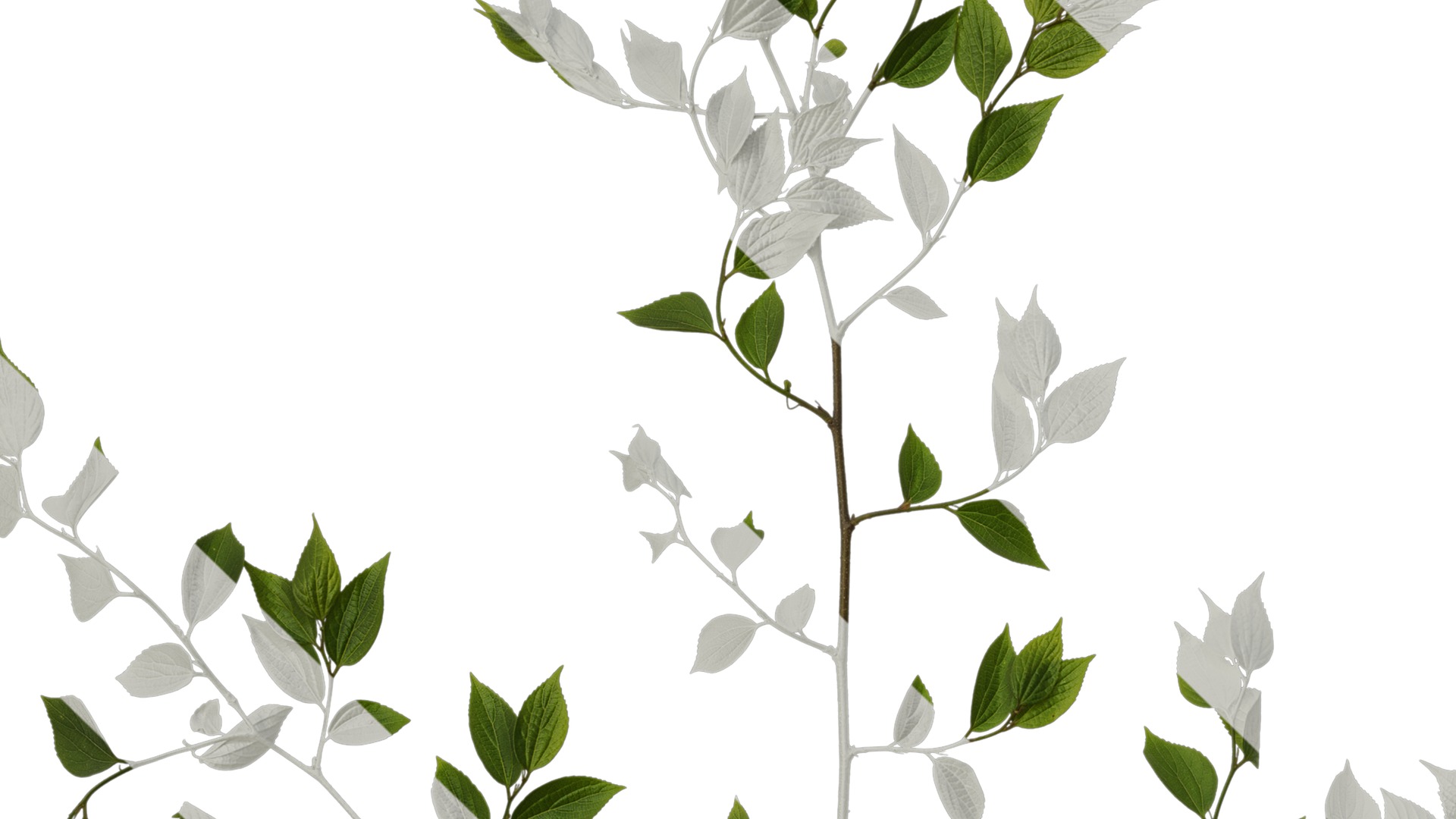 Anydrafts Celtis sinensis Atlas 20 Texture_3
