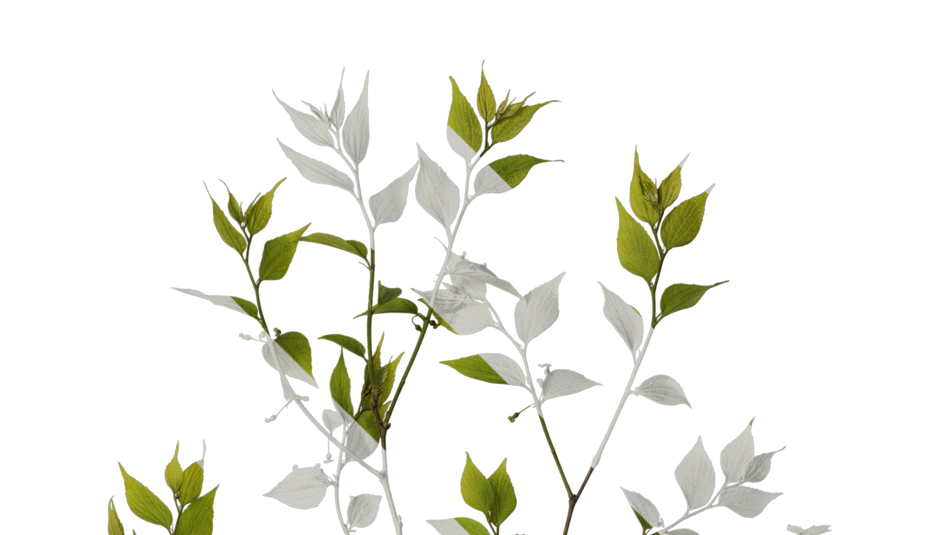 Anydrafts Celtis sinensis Atlas 20 Texture_2