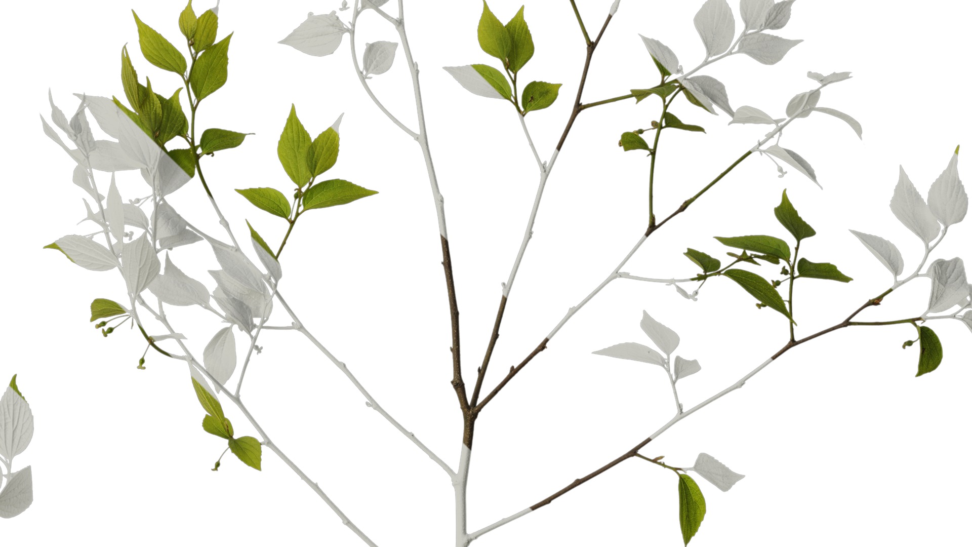 Anydrafts Celtis sinensis Atlas 20 Texture_4