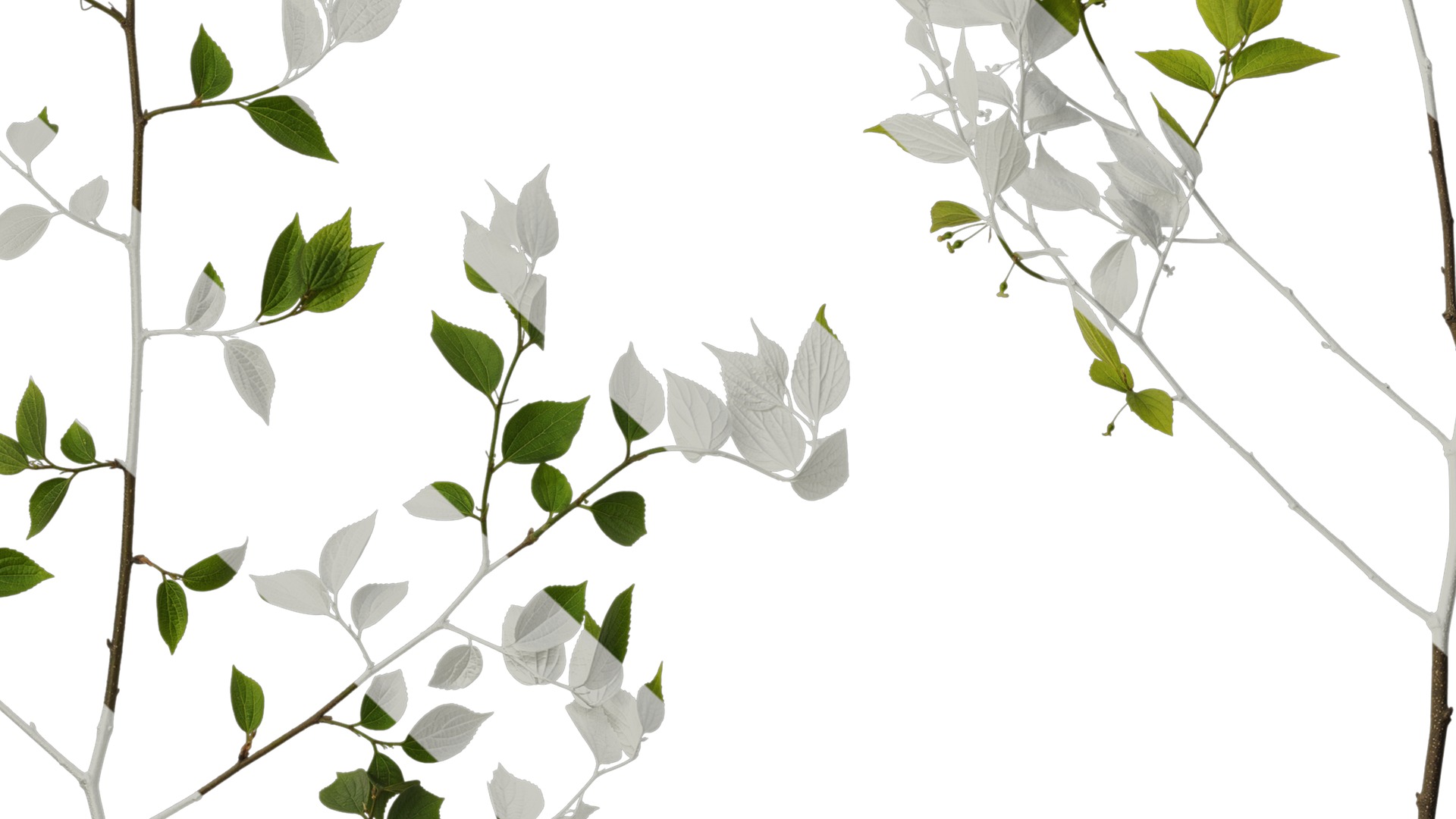 Anydrafts Celtis sinensis Atlas 20 Texture_7