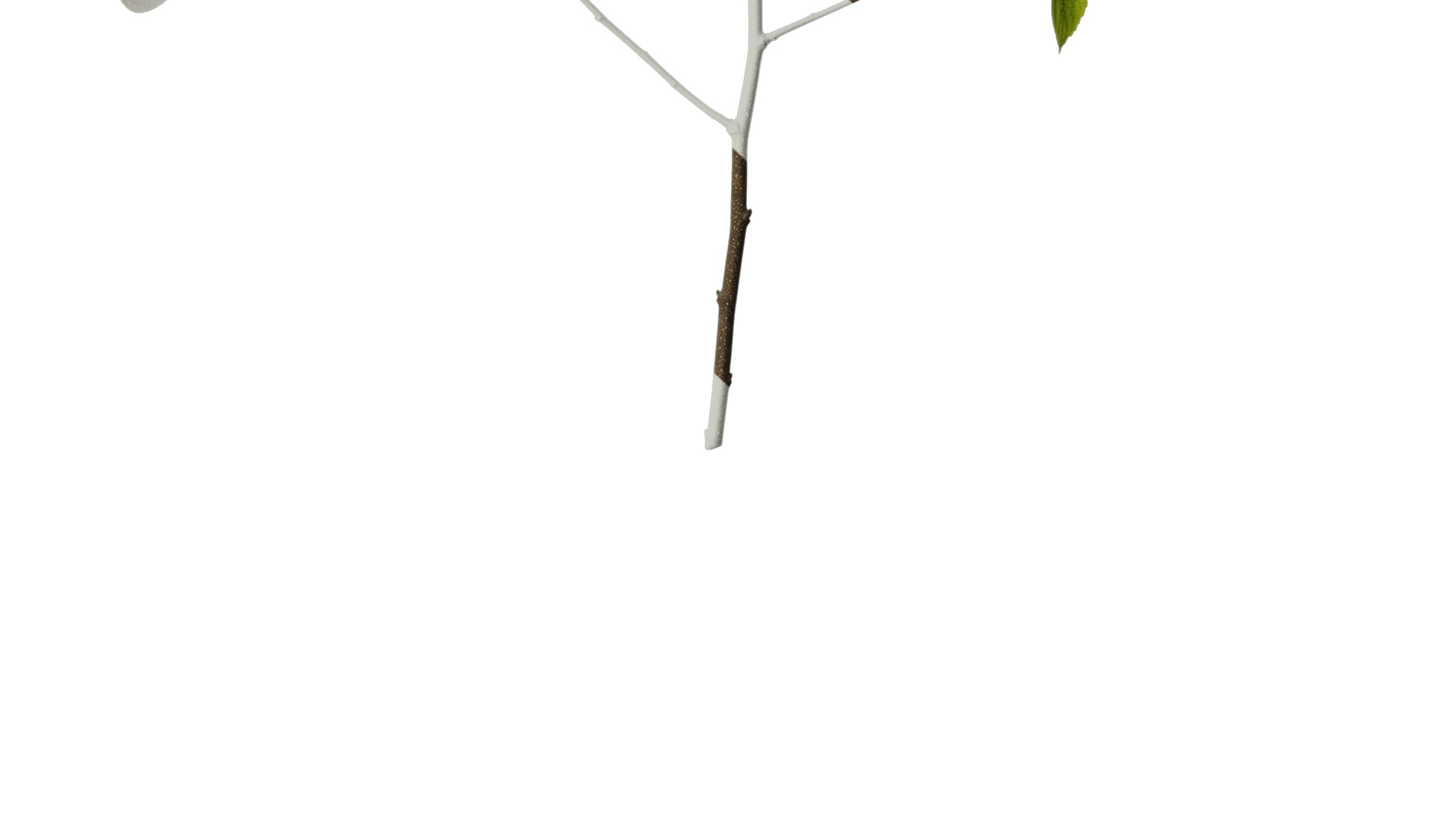 Anydrafts Celtis sinensis Atlas 20 Texture_6