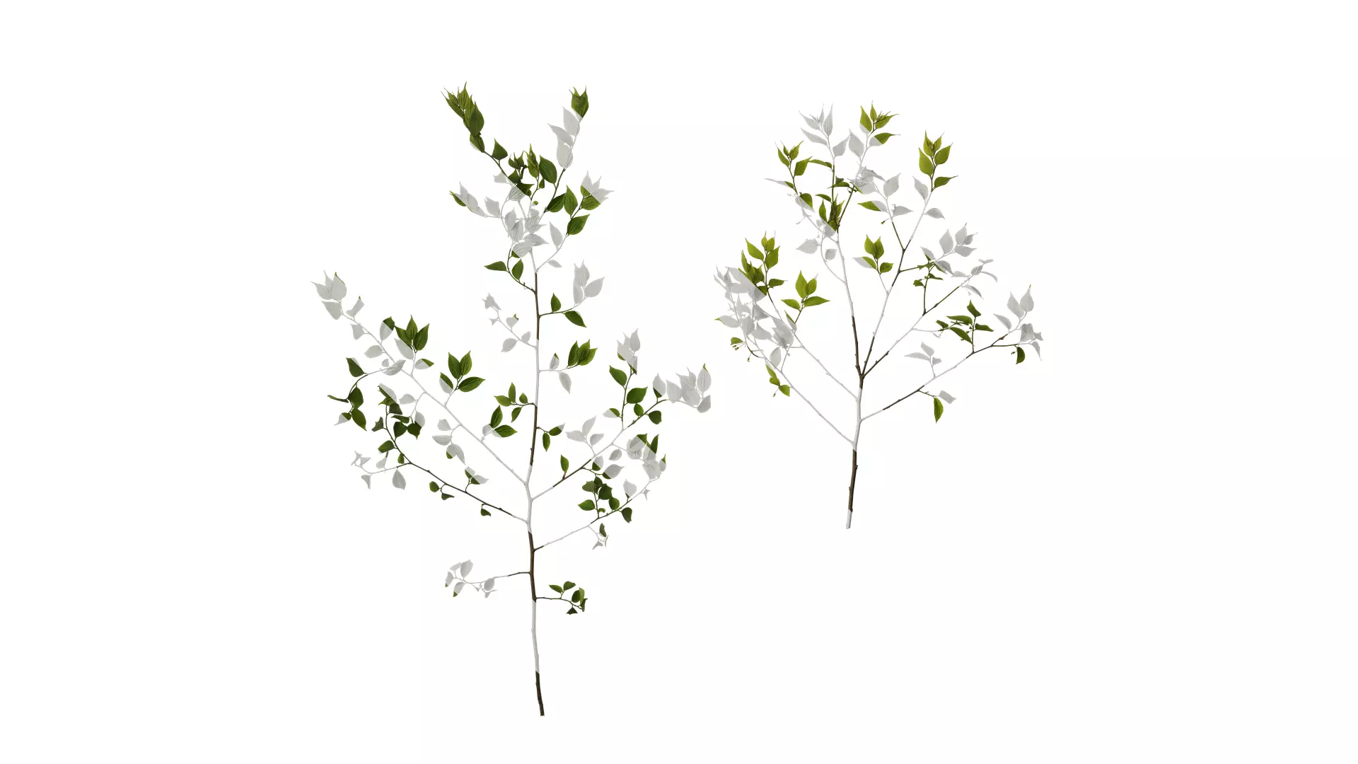 Anydrafts Celtis sinensis Atlas 20 Texture_0