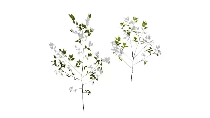 Anydrafts Celtis sinensis Atlas 20