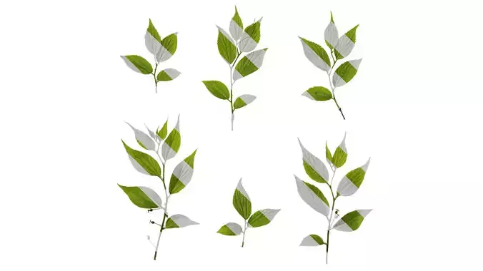 Anydrafts Celtis sinensis Atlas 21