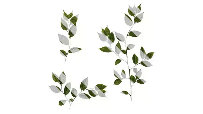 Anydrafts Celtis sinensis Atlas 23