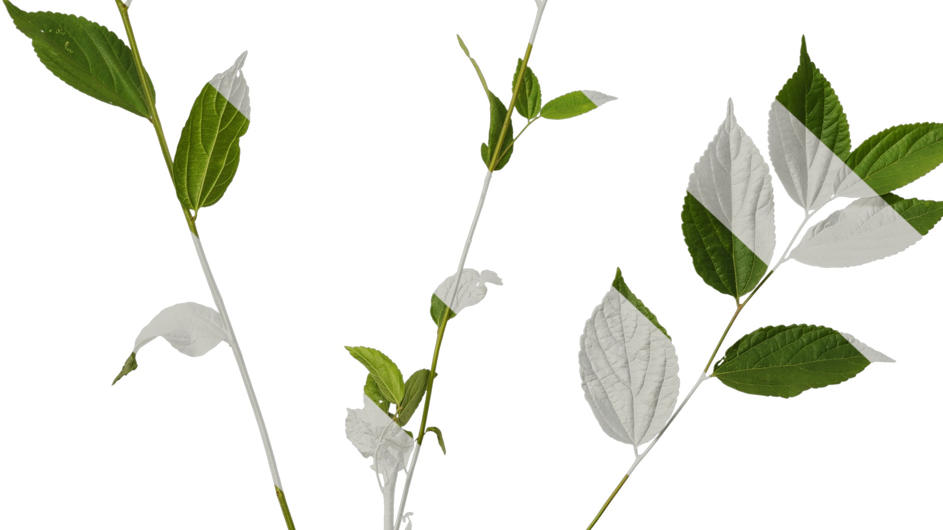 Anydrafts Celtis sinensis Atlas 25 Texture_7