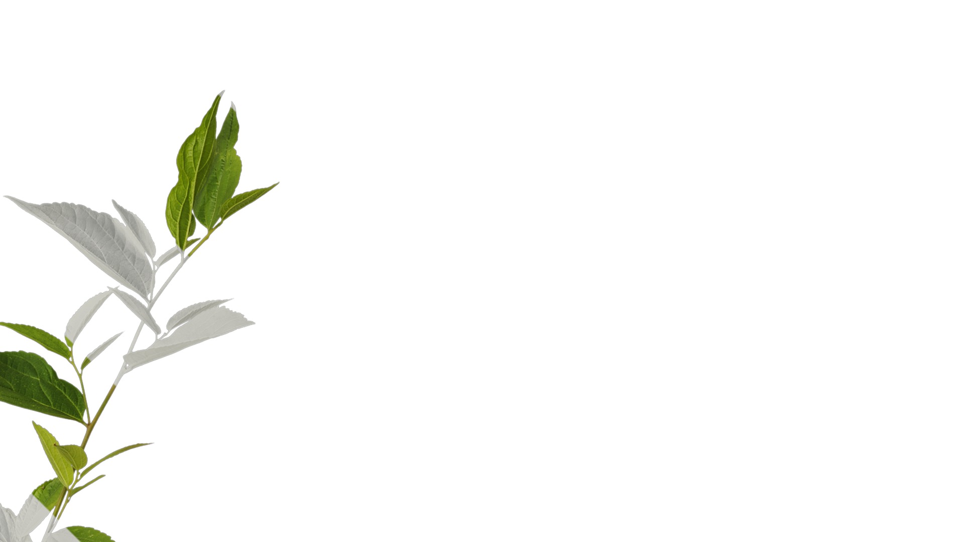 Anydrafts Celtis sinensis Atlas 25 Texture_2