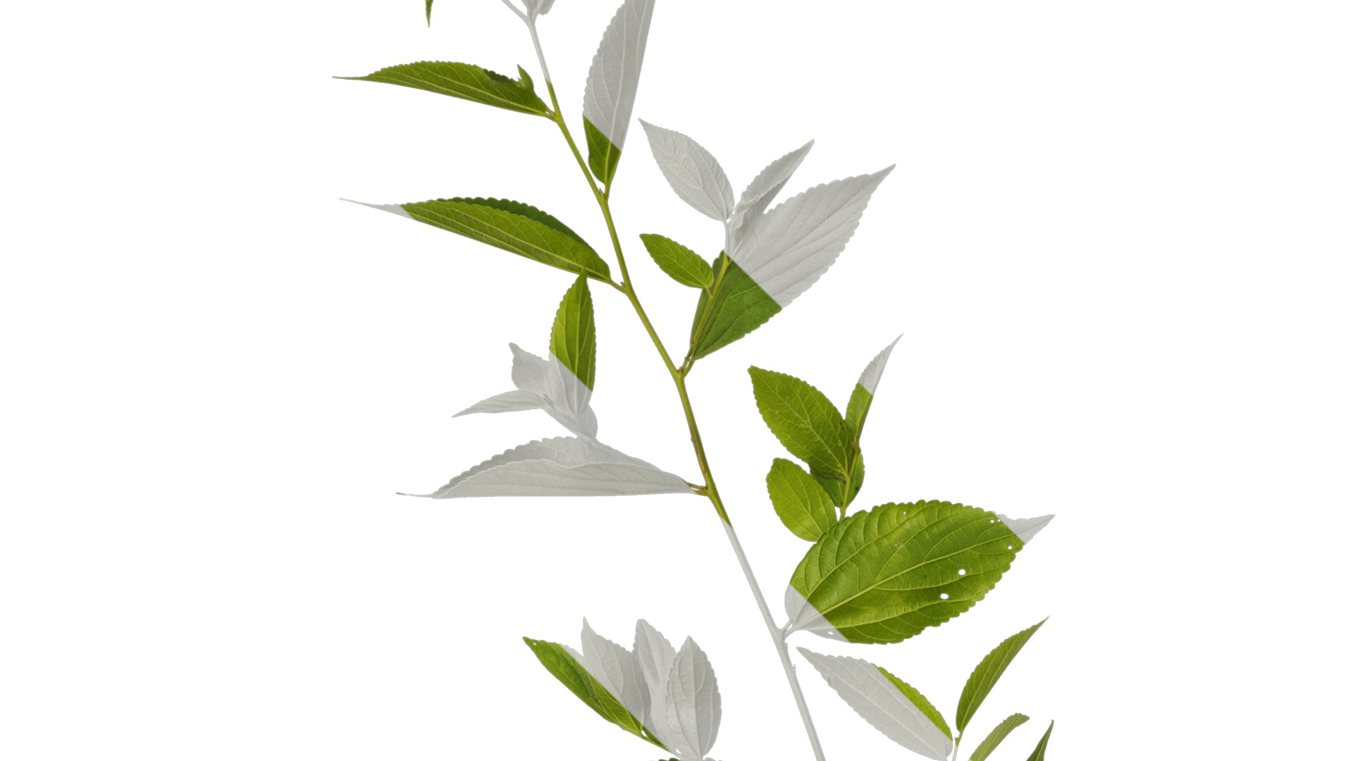 Anydrafts Celtis sinensis Atlas 25 Texture_1