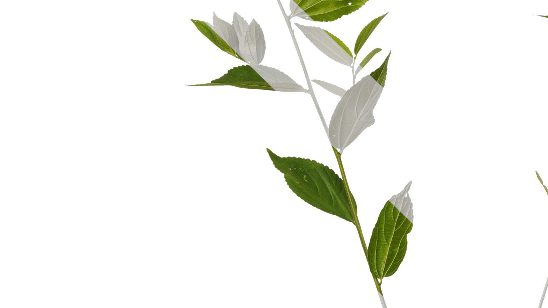 Anydrafts Celtis sinensis Atlas 25 Texture_3