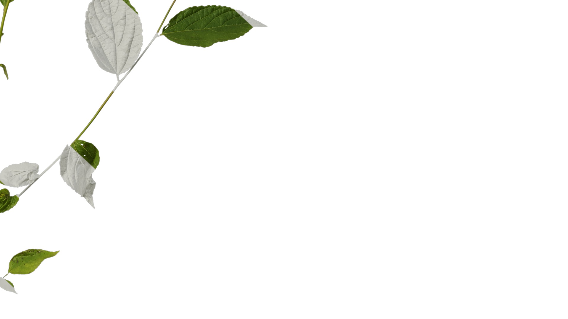 Anydrafts Celtis sinensis Atlas 25 Texture_6