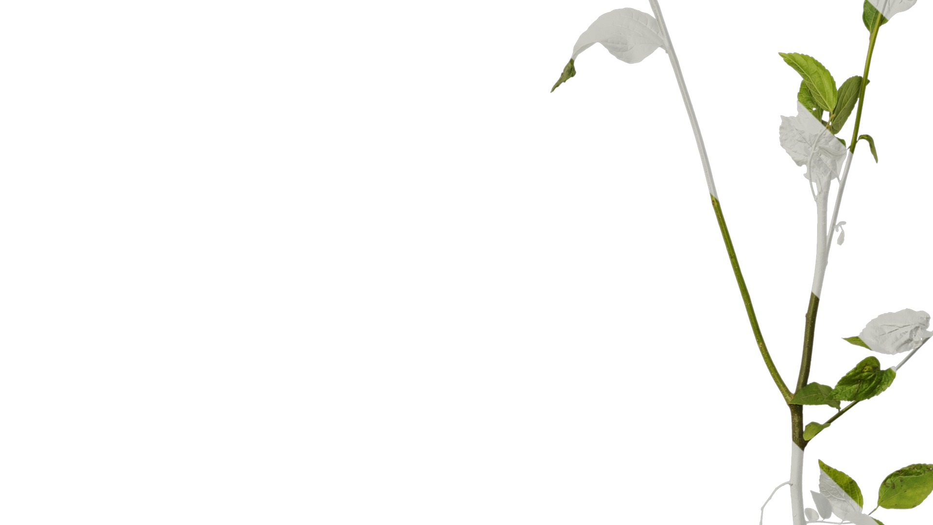 Anydrafts Celtis sinensis Atlas 25 Texture_5