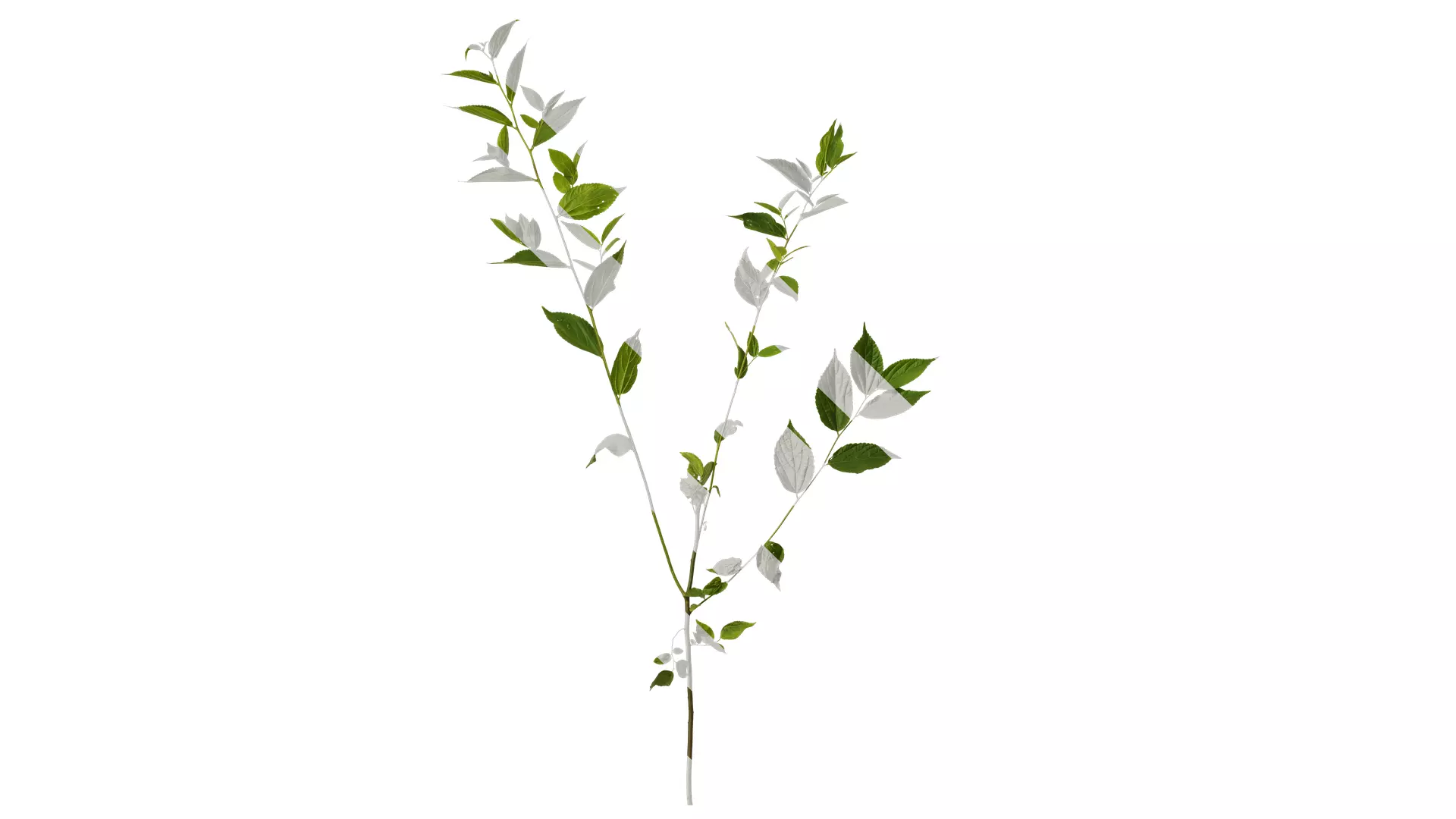 Anydrafts Celtis sinensis Atlas 25 Texture_0