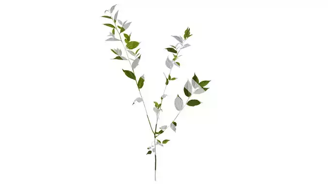 Anydrafts Celtis sinensis Atlas 25 Texture