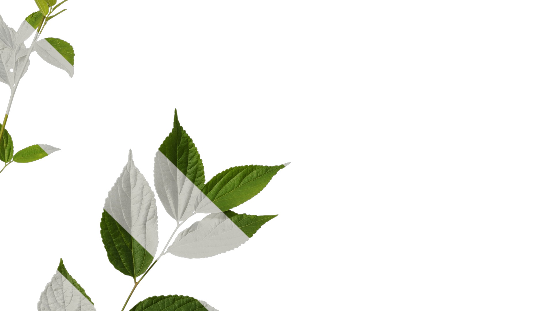 Anydrafts Celtis sinensis Atlas 25 Texture_4