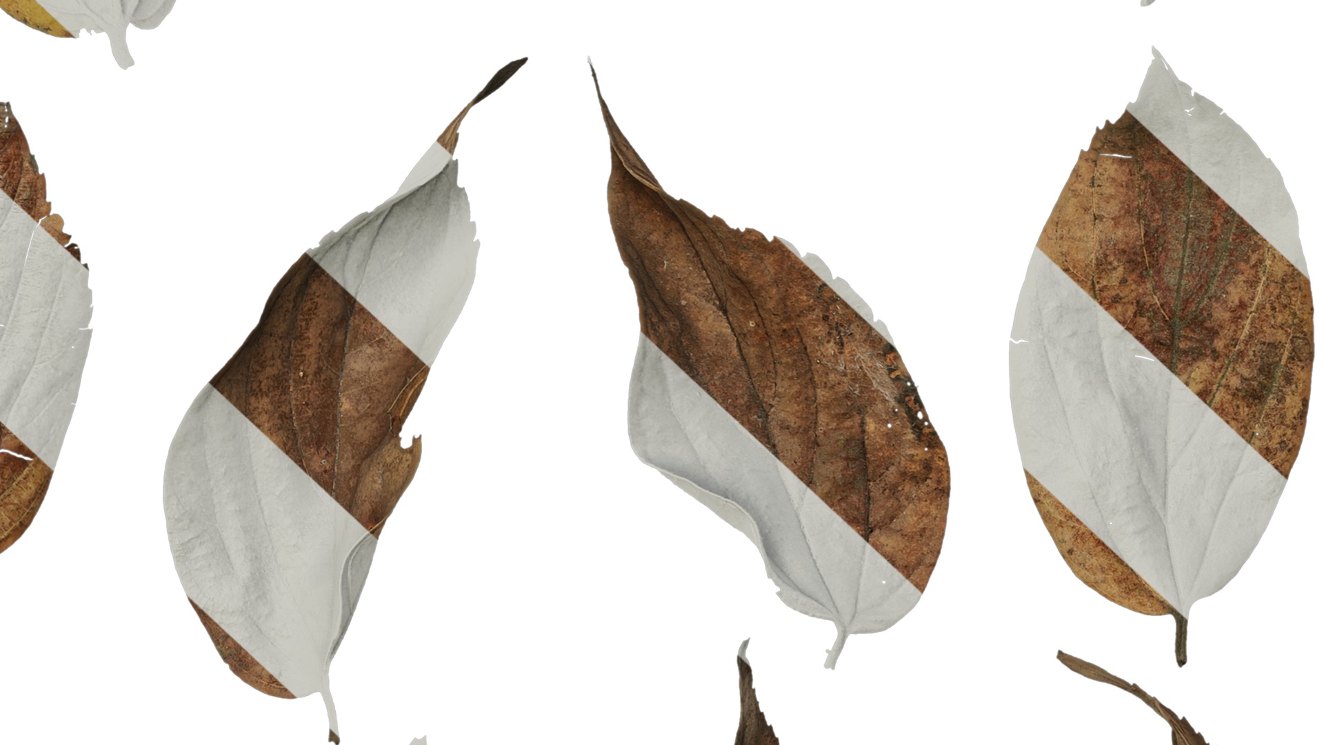 Anydrafts Celtis sinensis Leaf 08 Texture_6