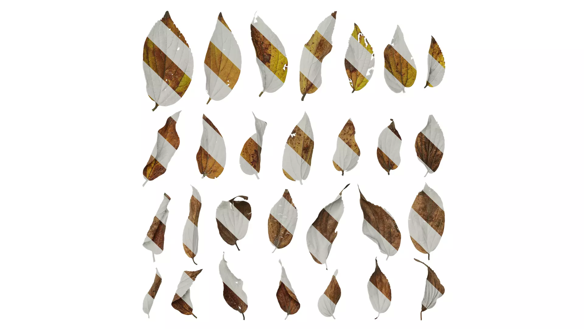 Anydrafts Celtis sinensis Leaf 08 Texture_0