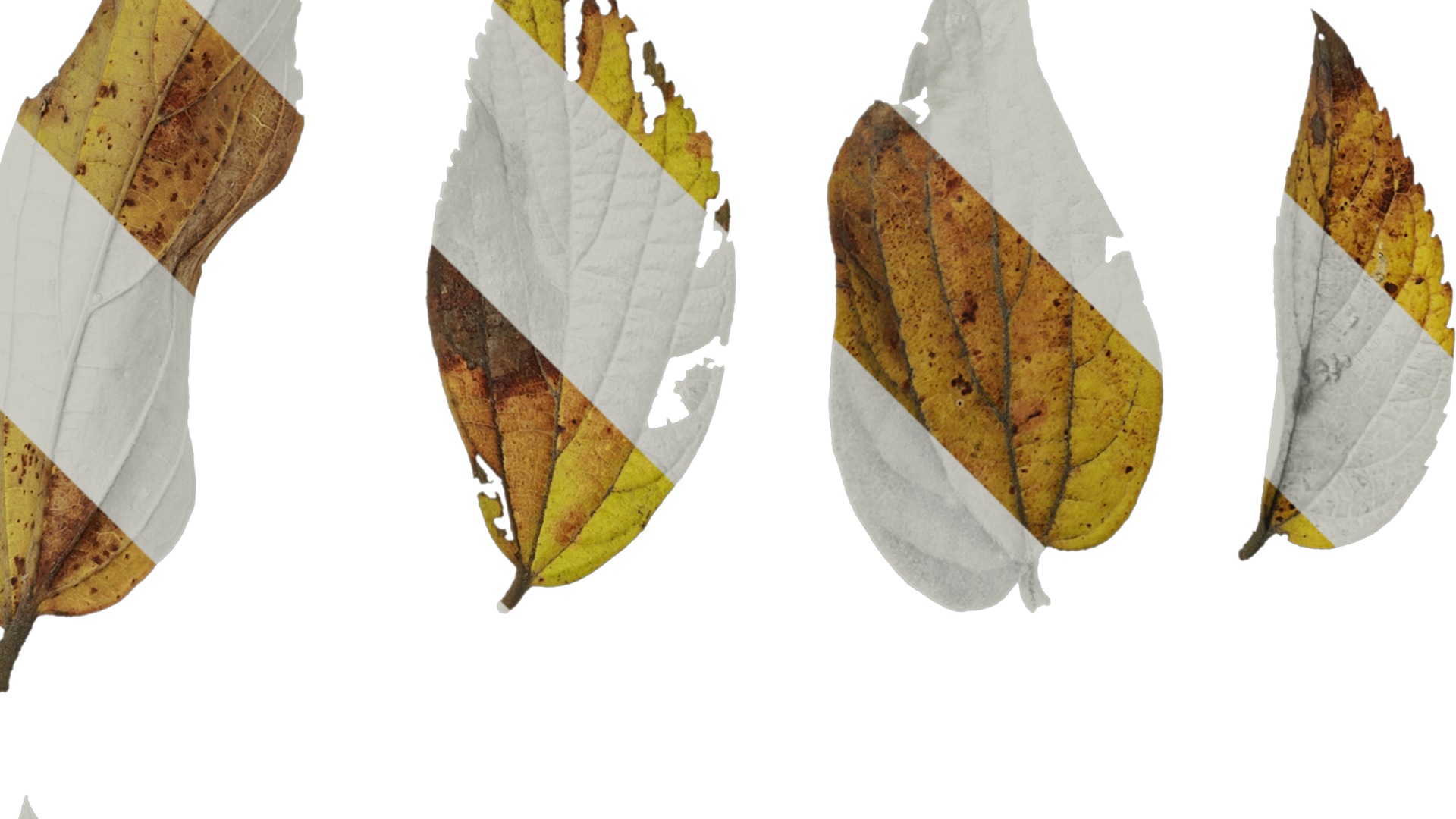 Anydrafts Celtis sinensis Leaf 08 Texture_2