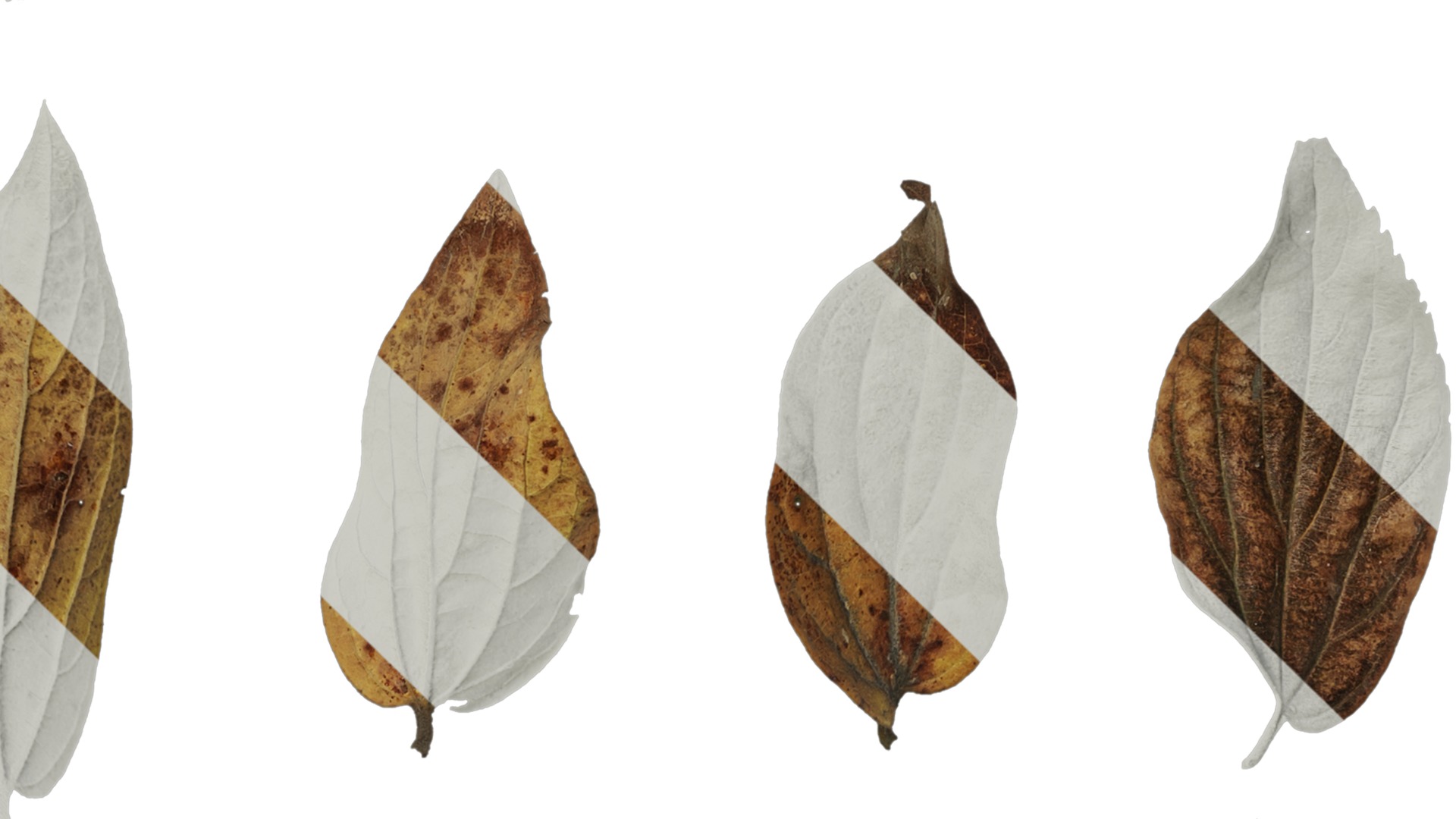 Anydrafts Celtis sinensis Leaf 08 Texture_4