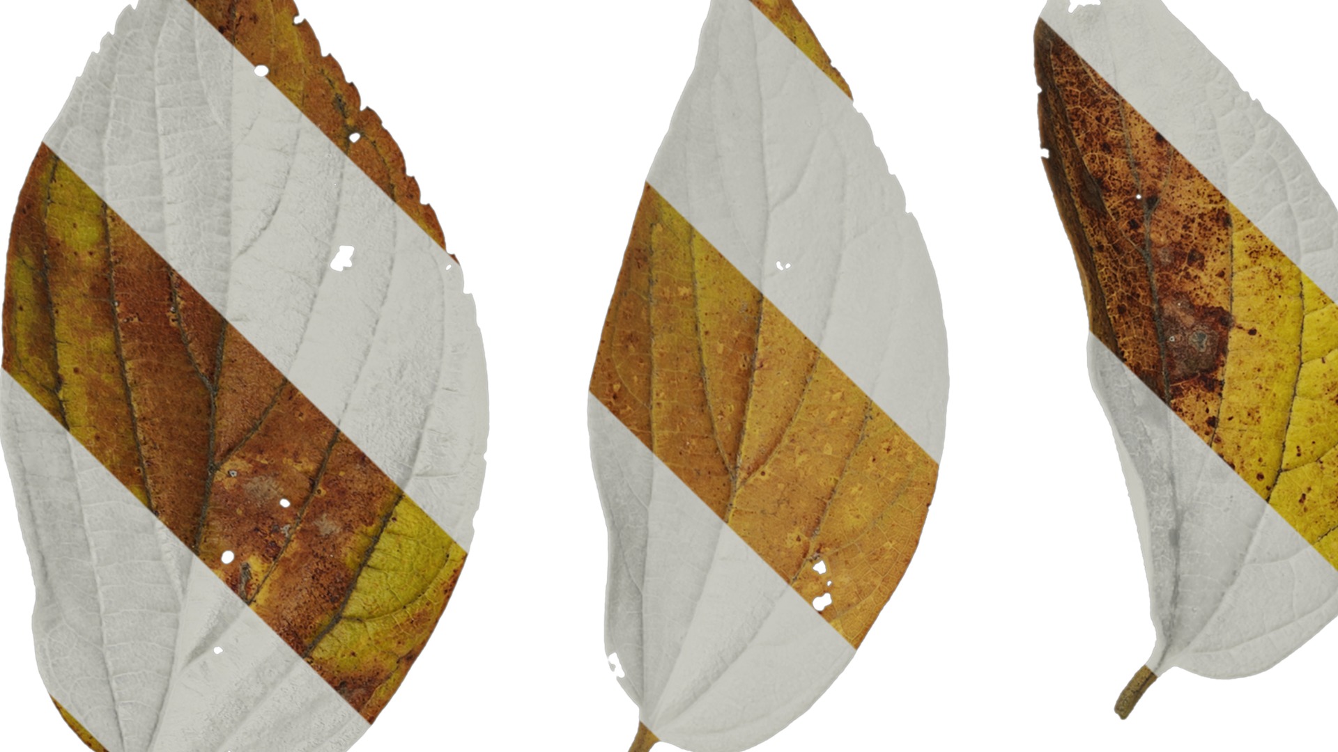 Anydrafts Celtis sinensis Leaf 08 Texture_1