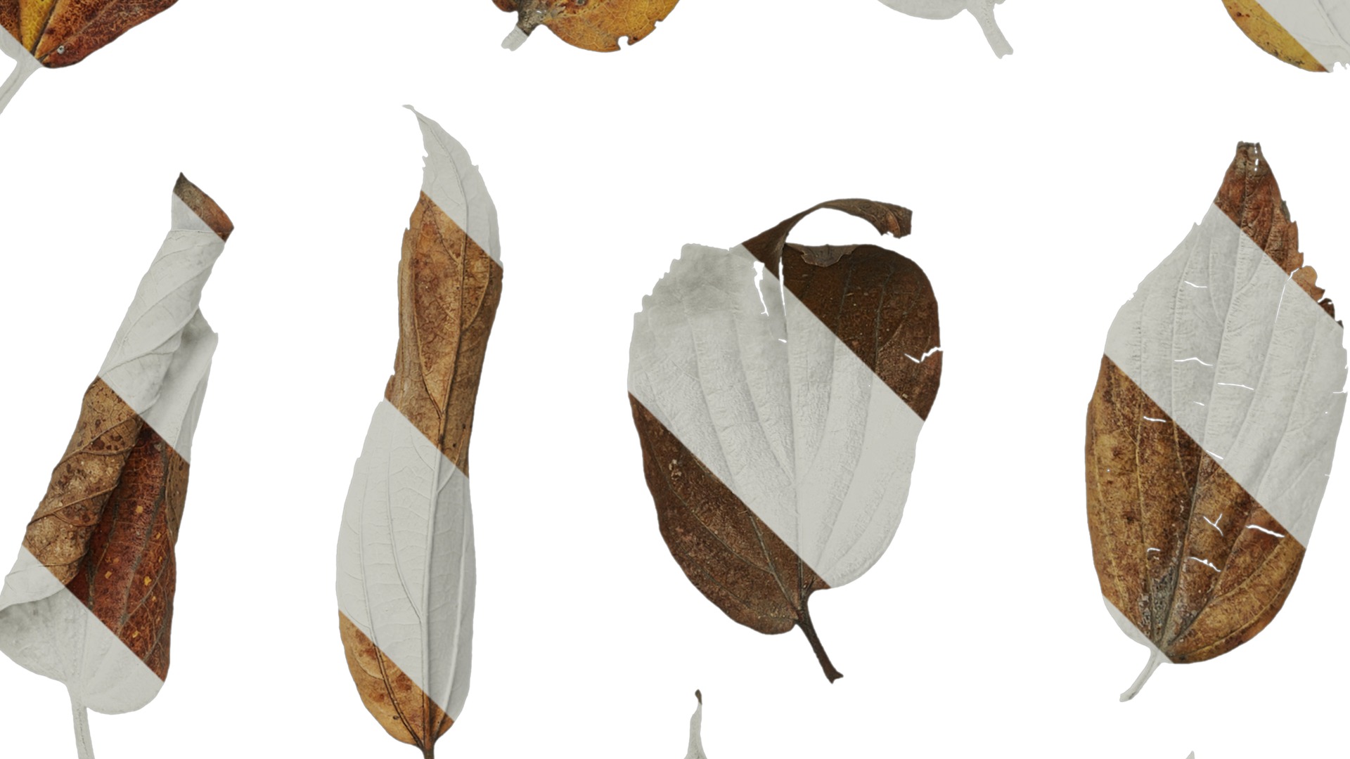 Anydrafts Celtis sinensis Leaf 08 Texture_5