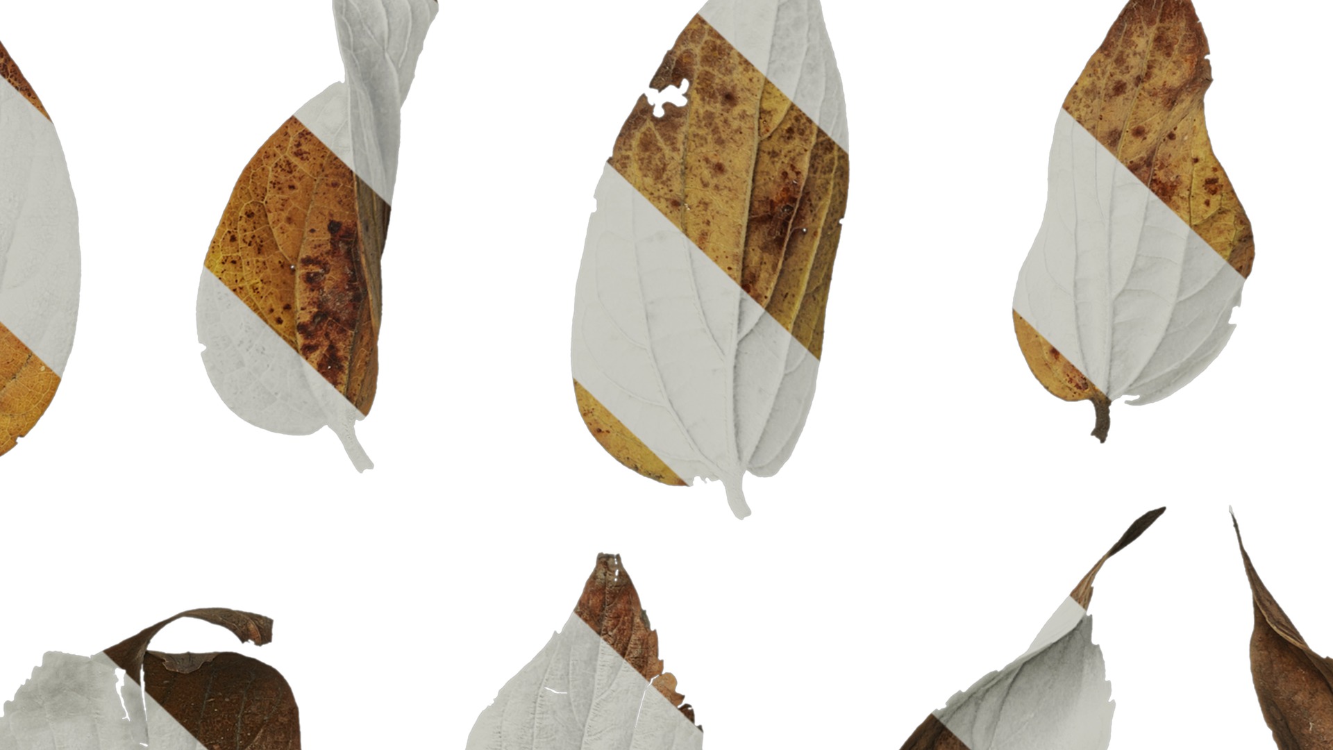 Anydrafts Celtis sinensis Leaf 08 Texture_7