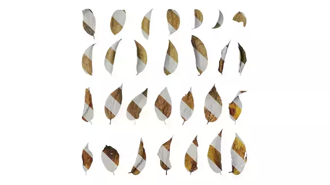 Anydrafts Celtis sinensis Leaf 10