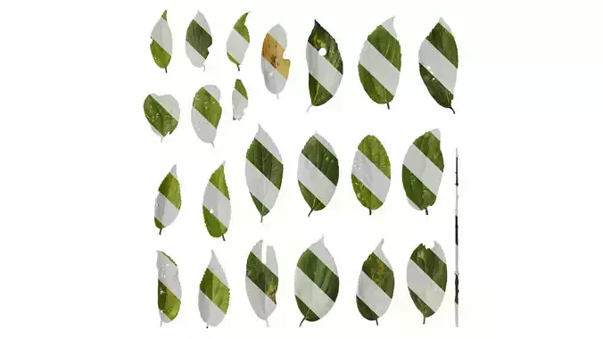 Anydrafts Celtis sinensis Leaf 12