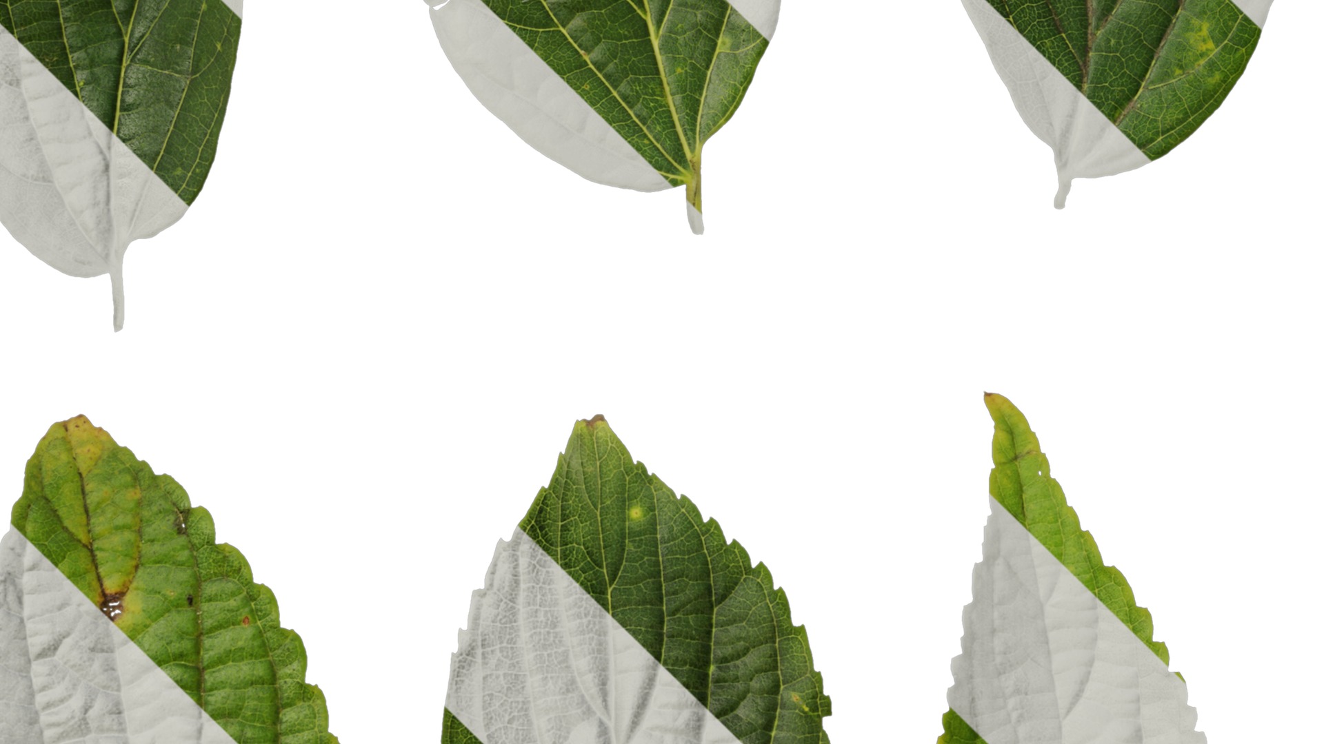 Anydrafts Celtis sinensis Leaf 13 Texture_5