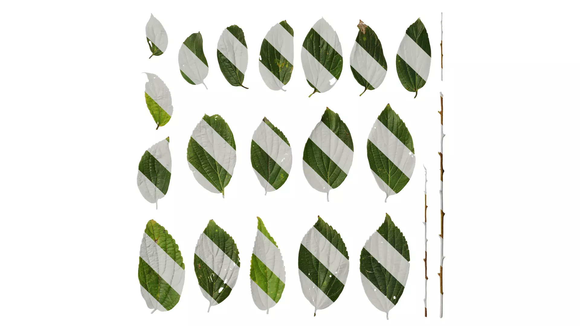 Anydrafts Celtis sinensis Leaf 13 Texture_0