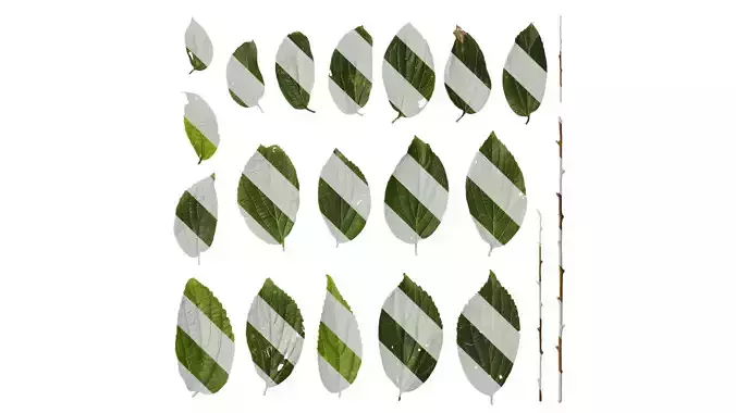 Anydrafts Celtis sinensis Leaf 13 Texture