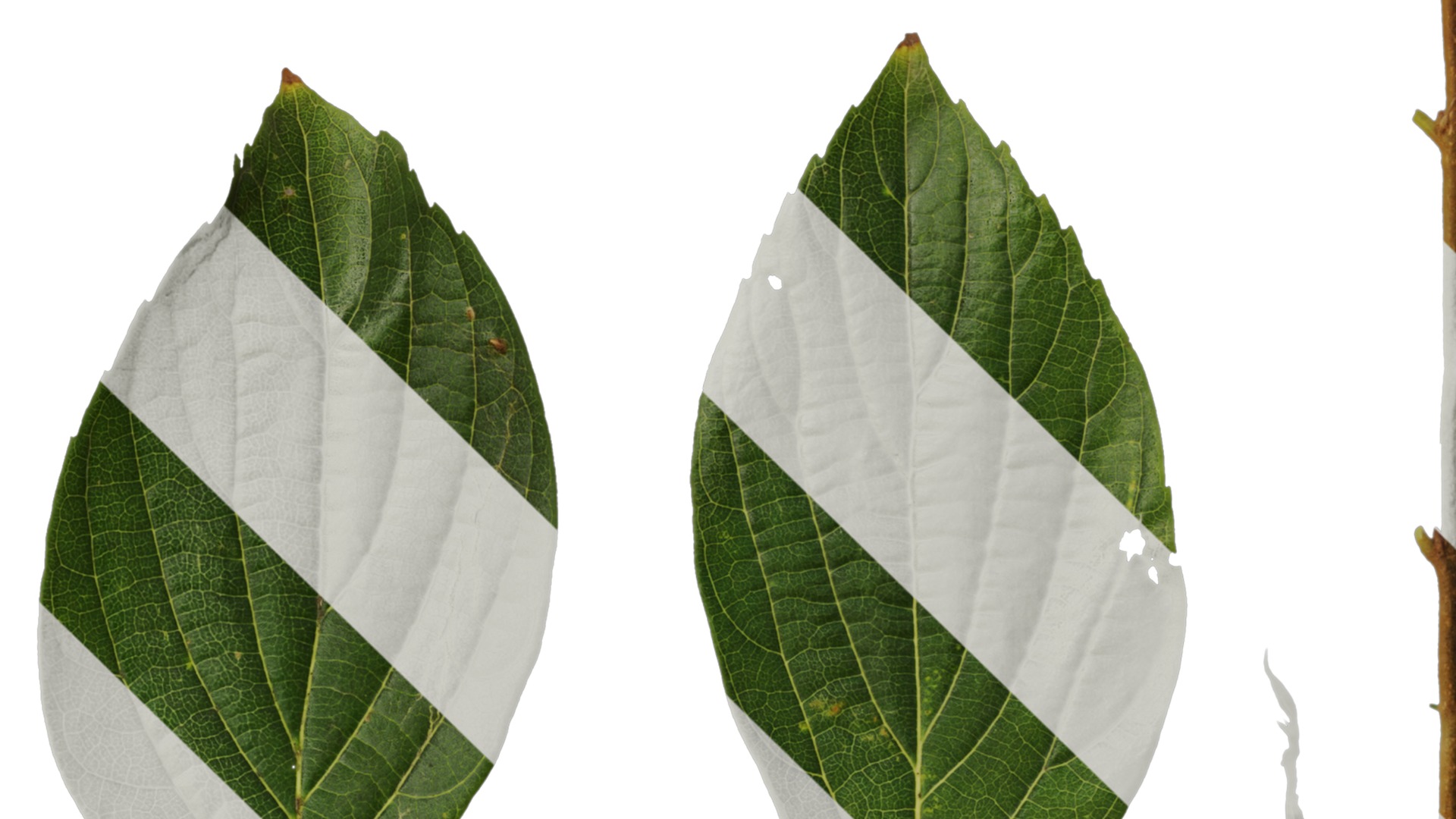 Anydrafts Celtis sinensis Leaf 13 Texture_4