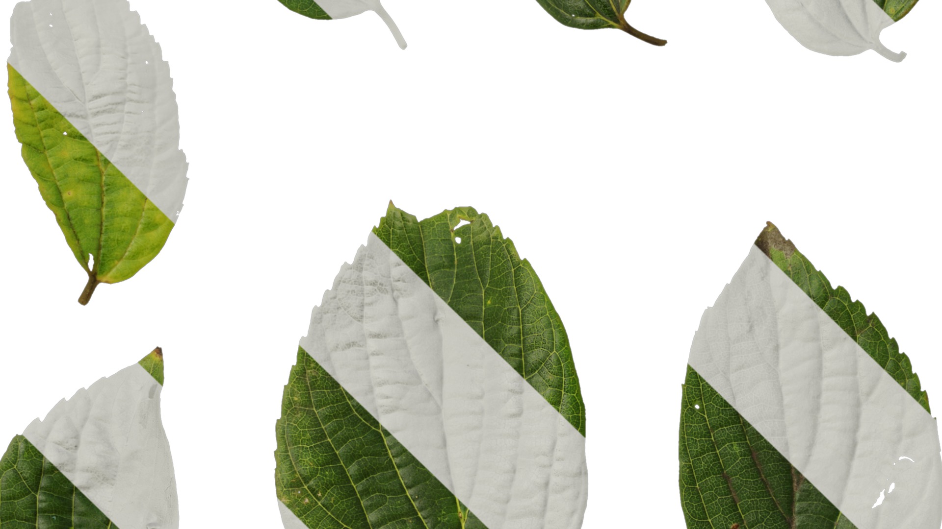 Anydrafts Celtis sinensis Leaf 13 Texture_3