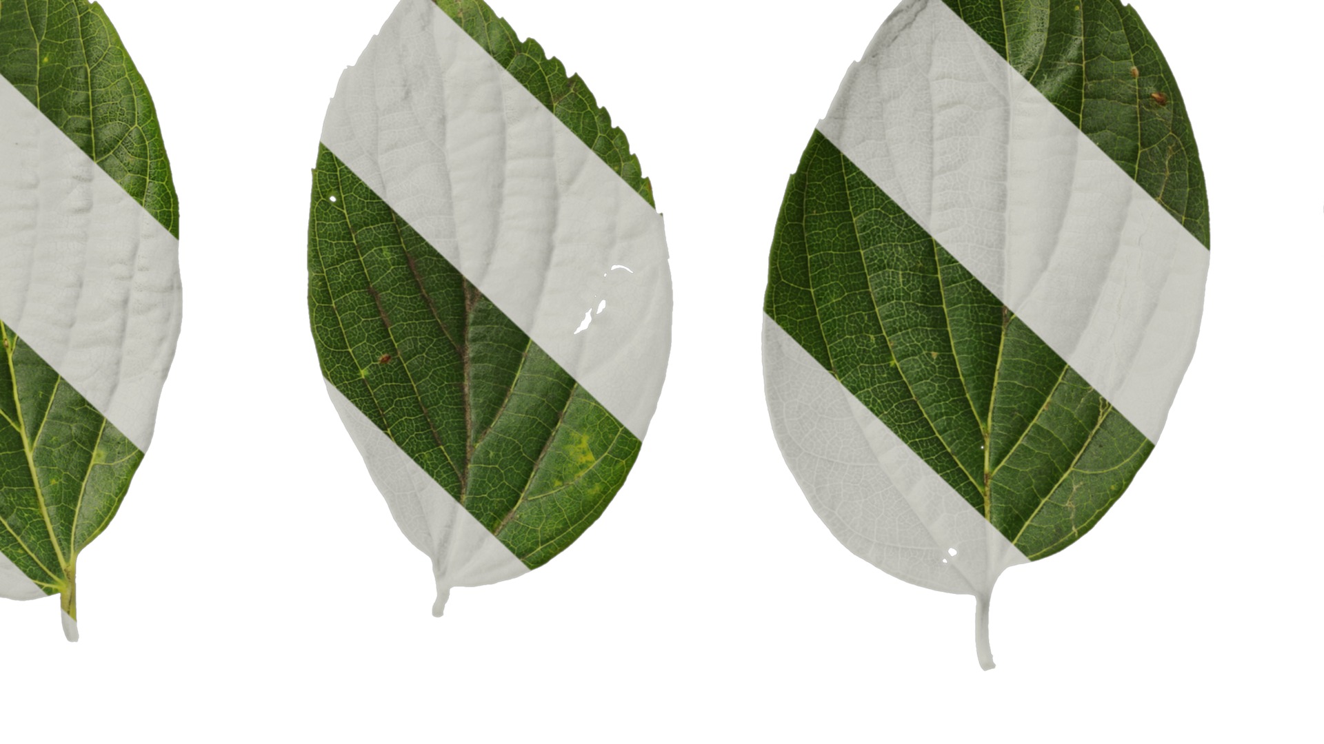 Anydrafts Celtis sinensis Leaf 13 Texture_7