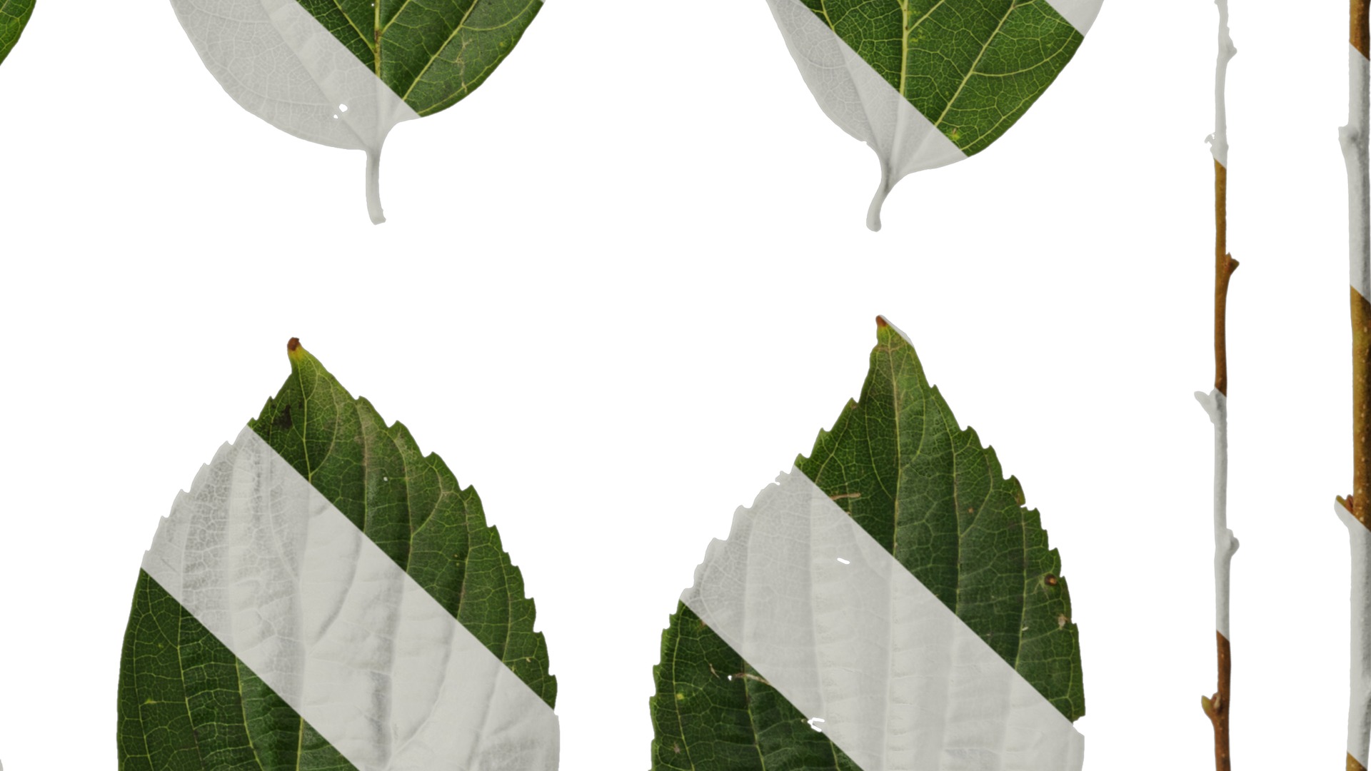 Anydrafts Celtis sinensis Leaf 13 Texture_6