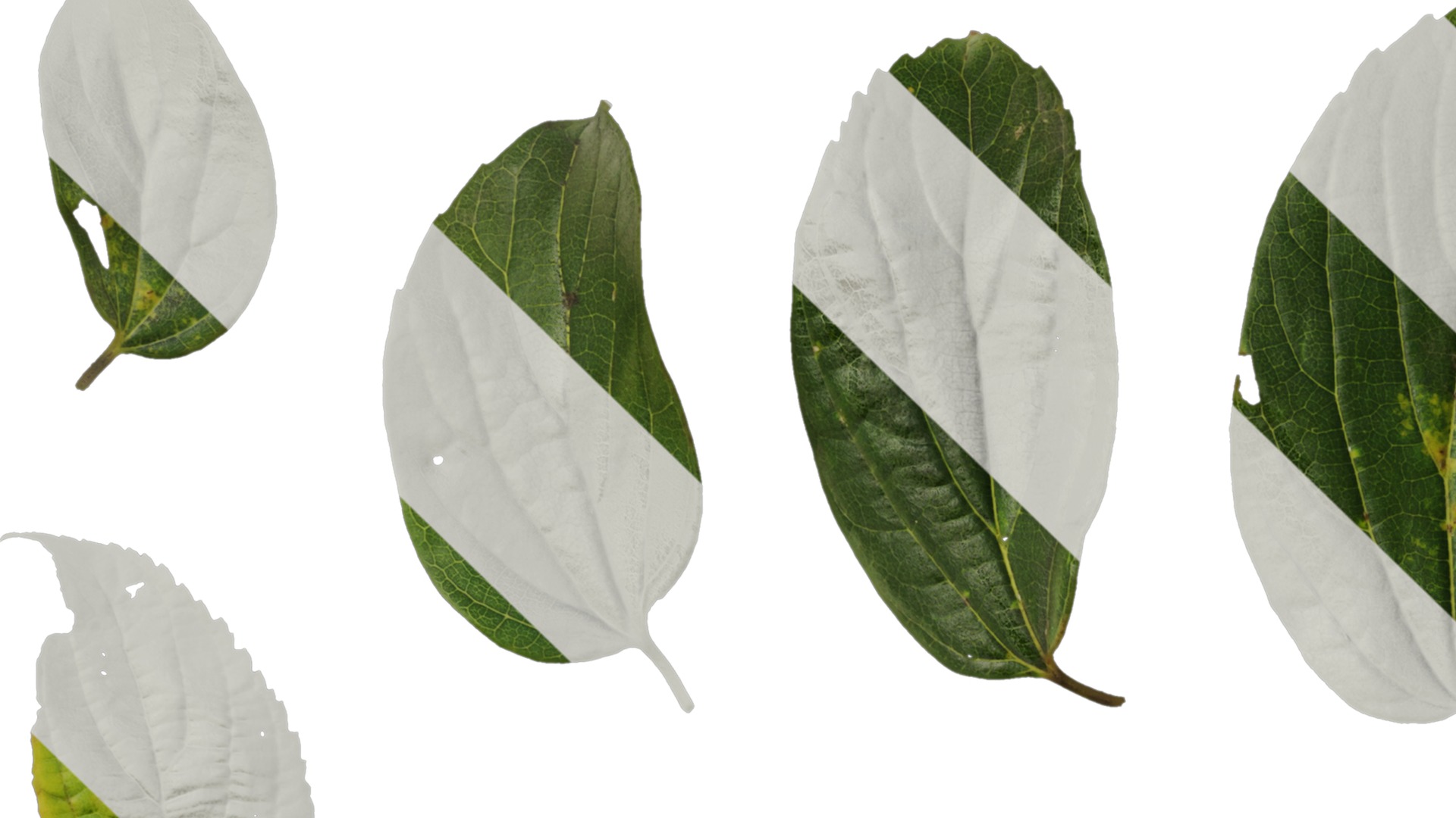 Anydrafts Celtis sinensis Leaf 13 Texture_1