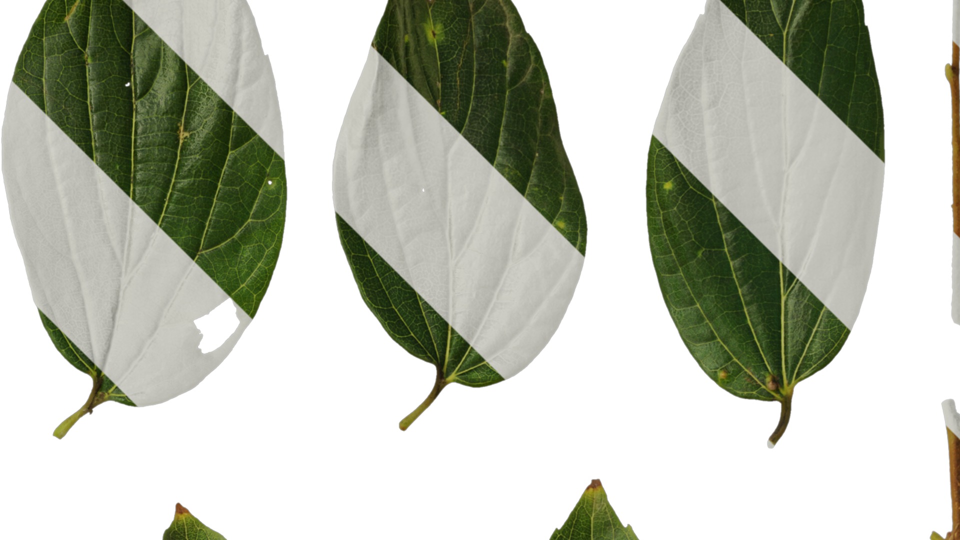 Anydrafts Celtis sinensis Leaf 13 Texture_2