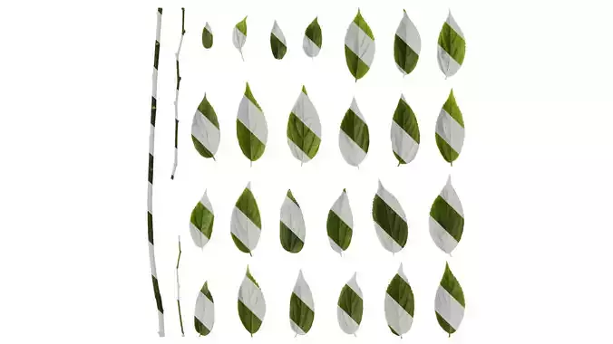 Anydrafts Celtis sinensis Leaf 15