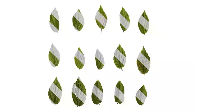 Anydrafts Celtis sinensis Leaf 17 Texture