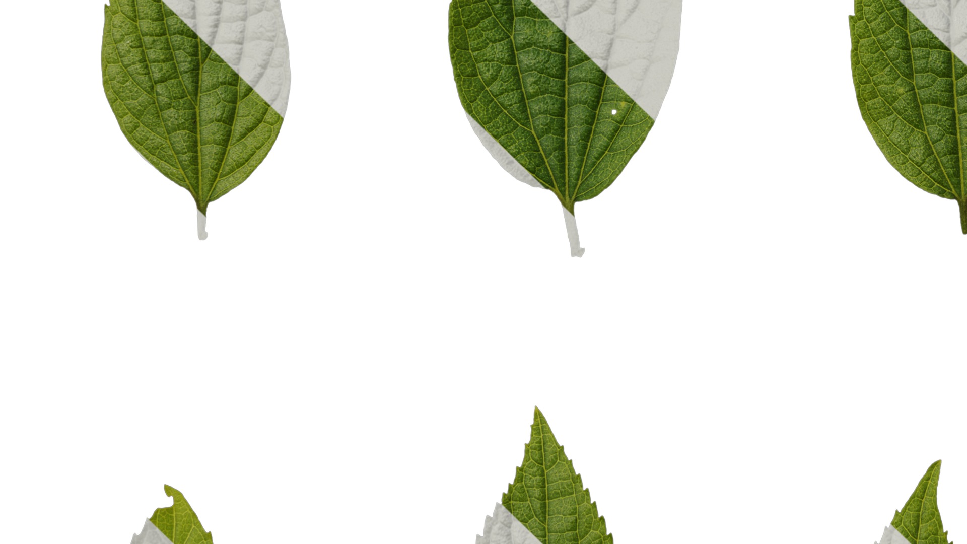 Anydrafts Celtis sinensis Leaf 18 Texture_5