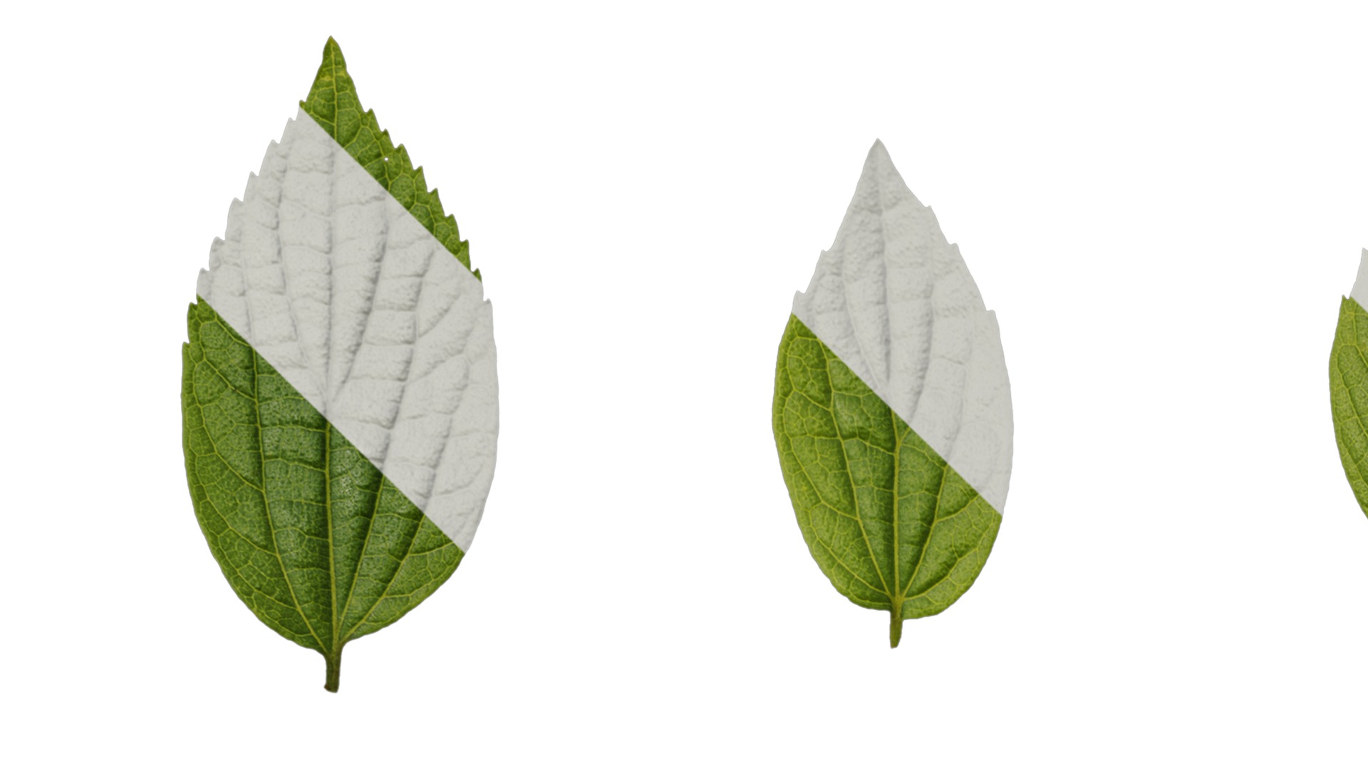 Anydrafts Celtis sinensis Leaf 18 Texture_1