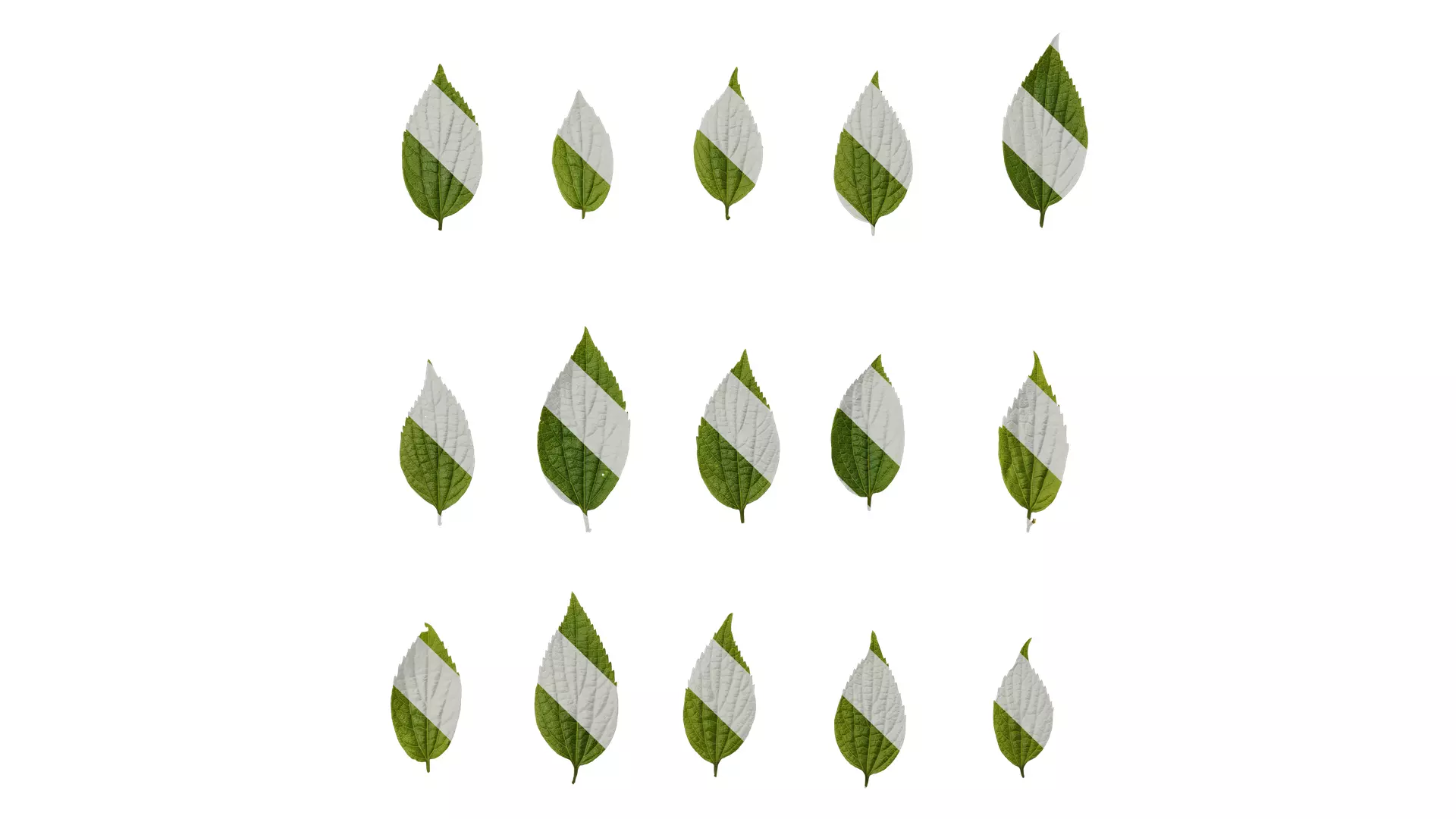 Anydrafts Celtis sinensis Leaf 18 Texture_0