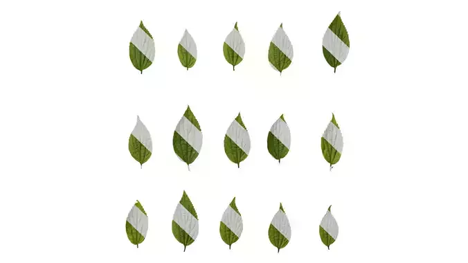 Anydrafts Celtis sinensis Leaf 18