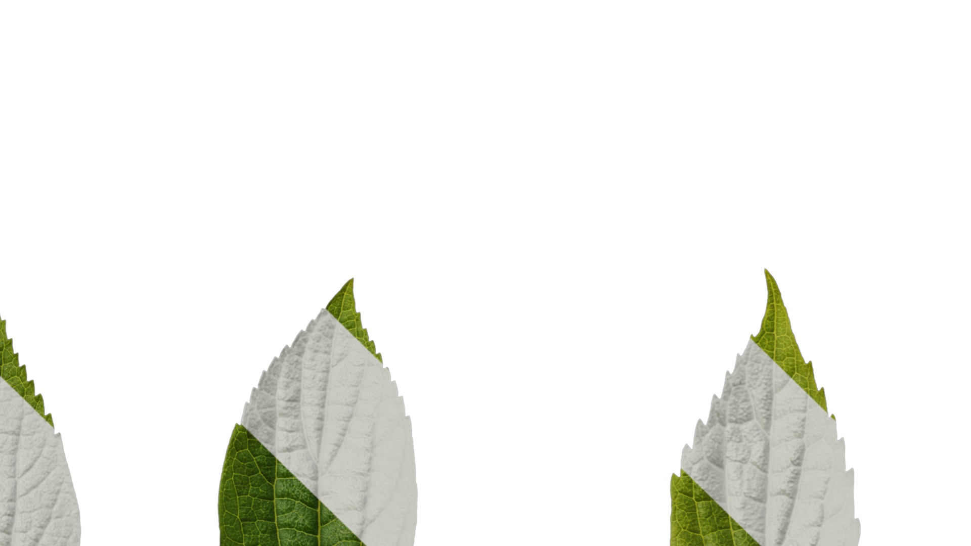 Anydrafts Celtis sinensis Leaf 18 Texture_4