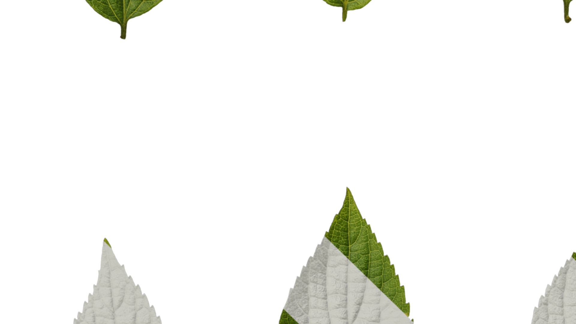 Anydrafts Celtis sinensis Leaf 18 Texture_3