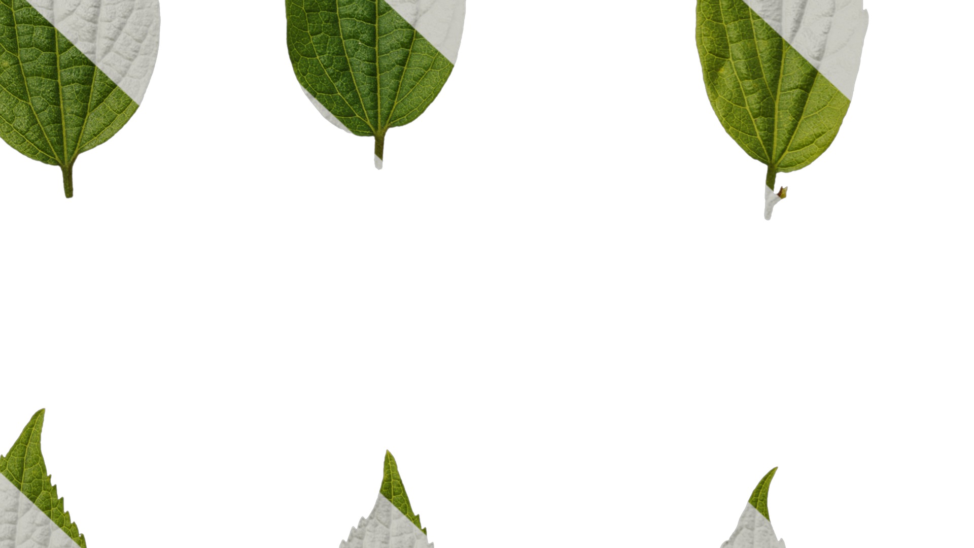 Anydrafts Celtis sinensis Leaf 18 Texture_6