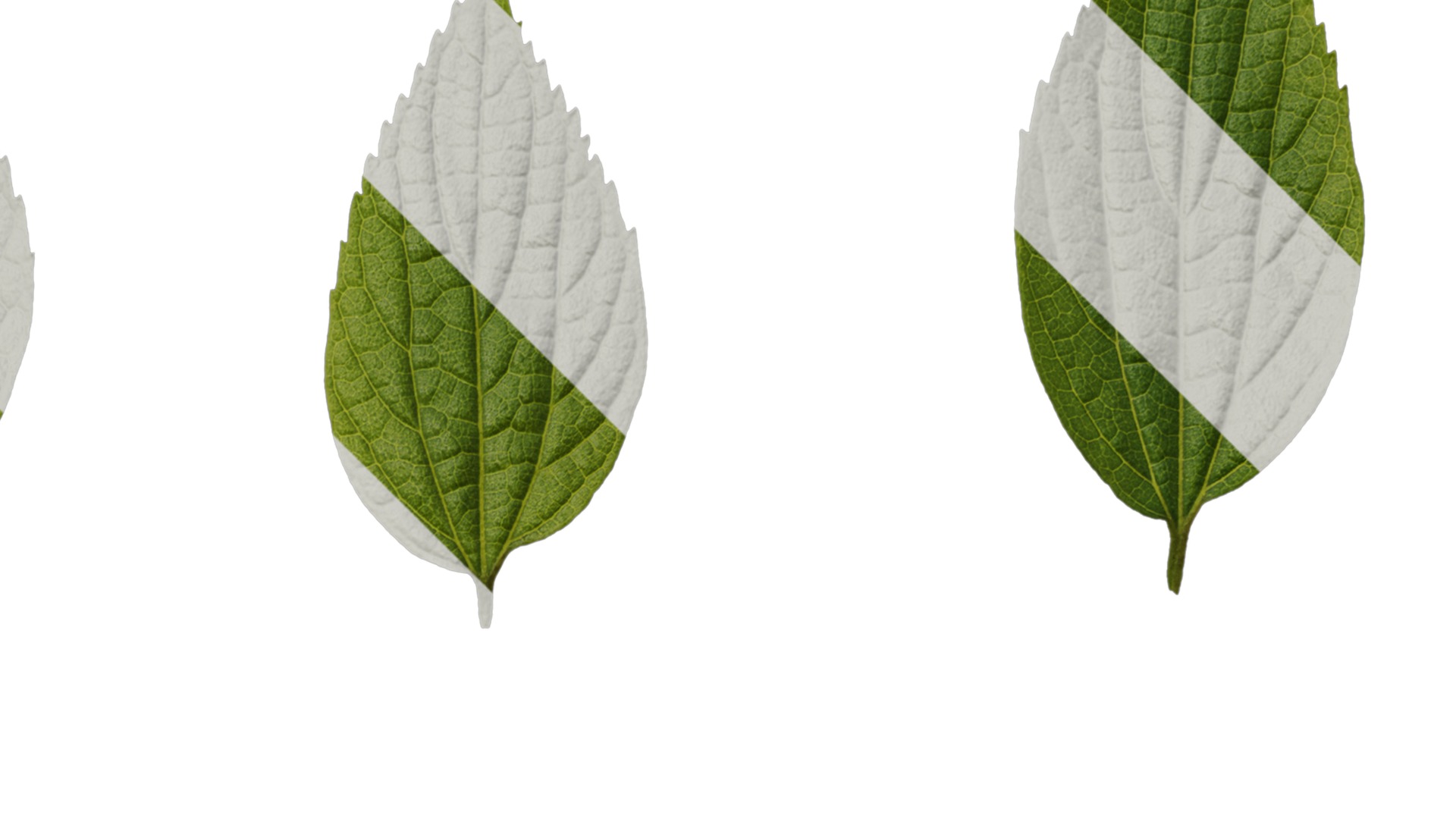 Anydrafts Celtis sinensis Leaf 18 Texture_2